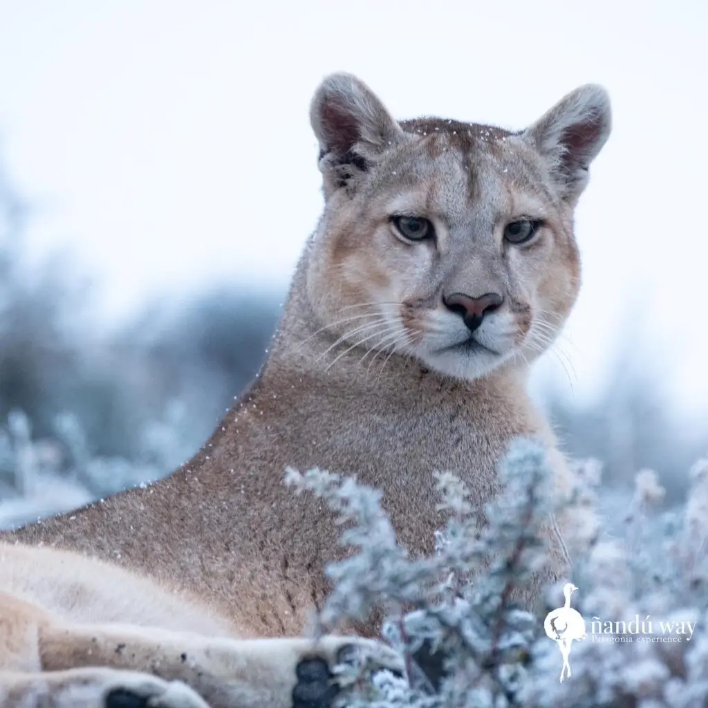 puma in winter
