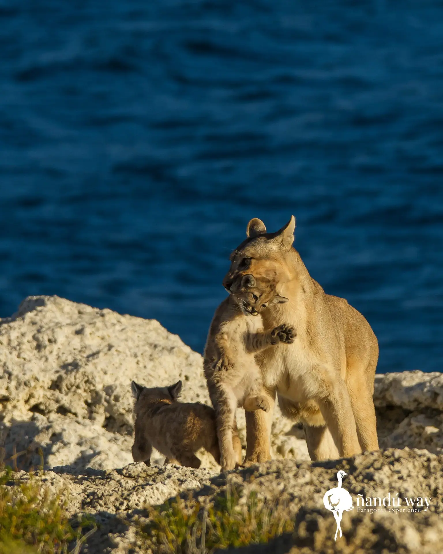 puma and puma cubs
