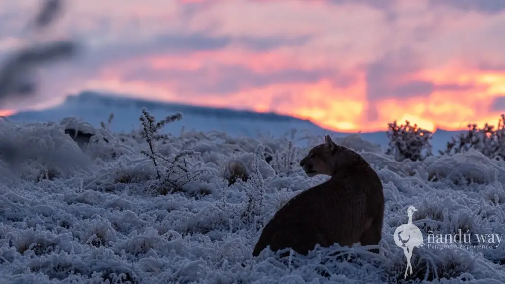 puma winter sunset
