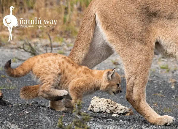 cub puma running