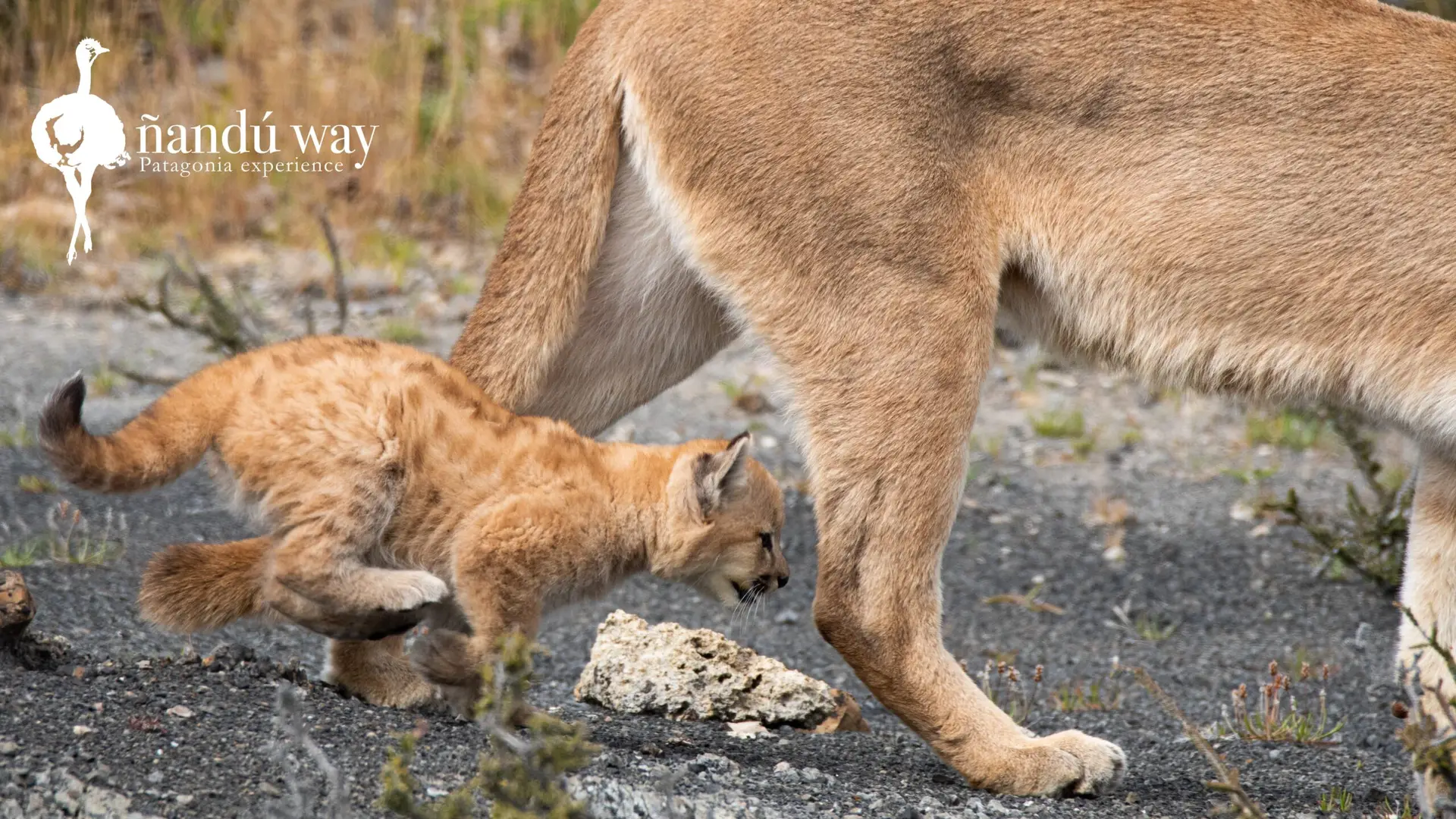 cub puma running