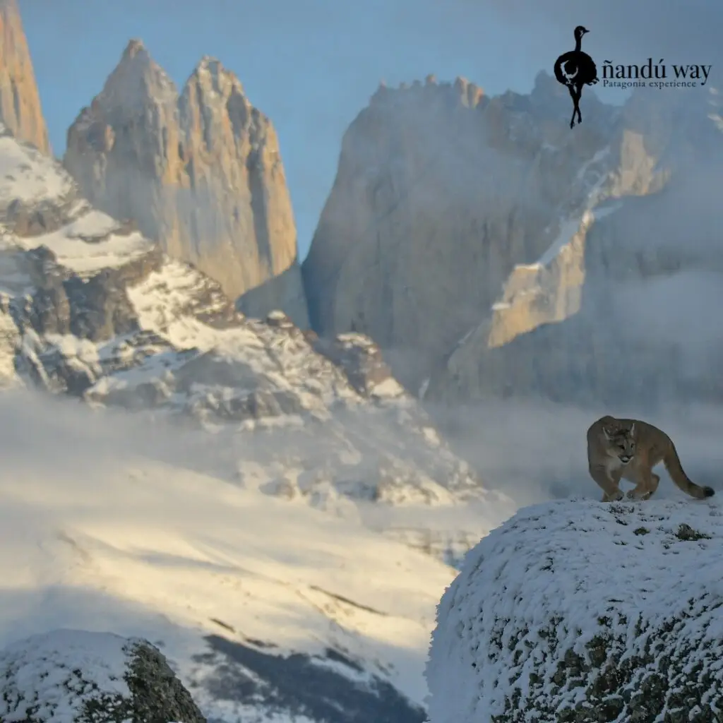 puma and torres del paine