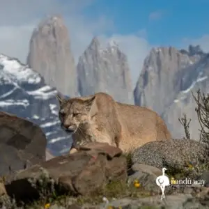 Puma and Torres del Paine