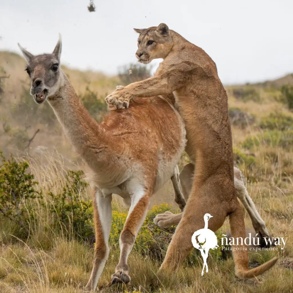 puma hunting guanaco