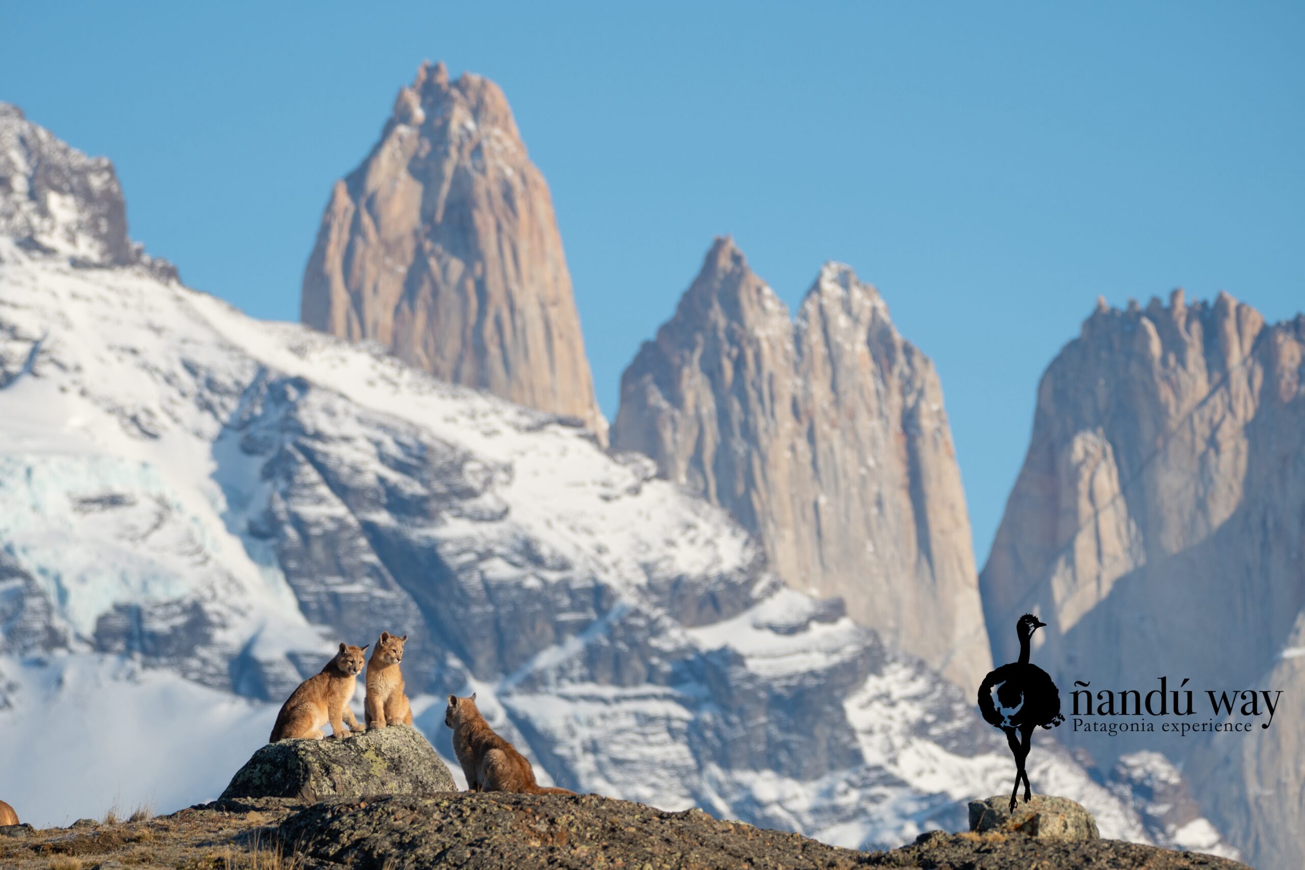 pumas towers of paine