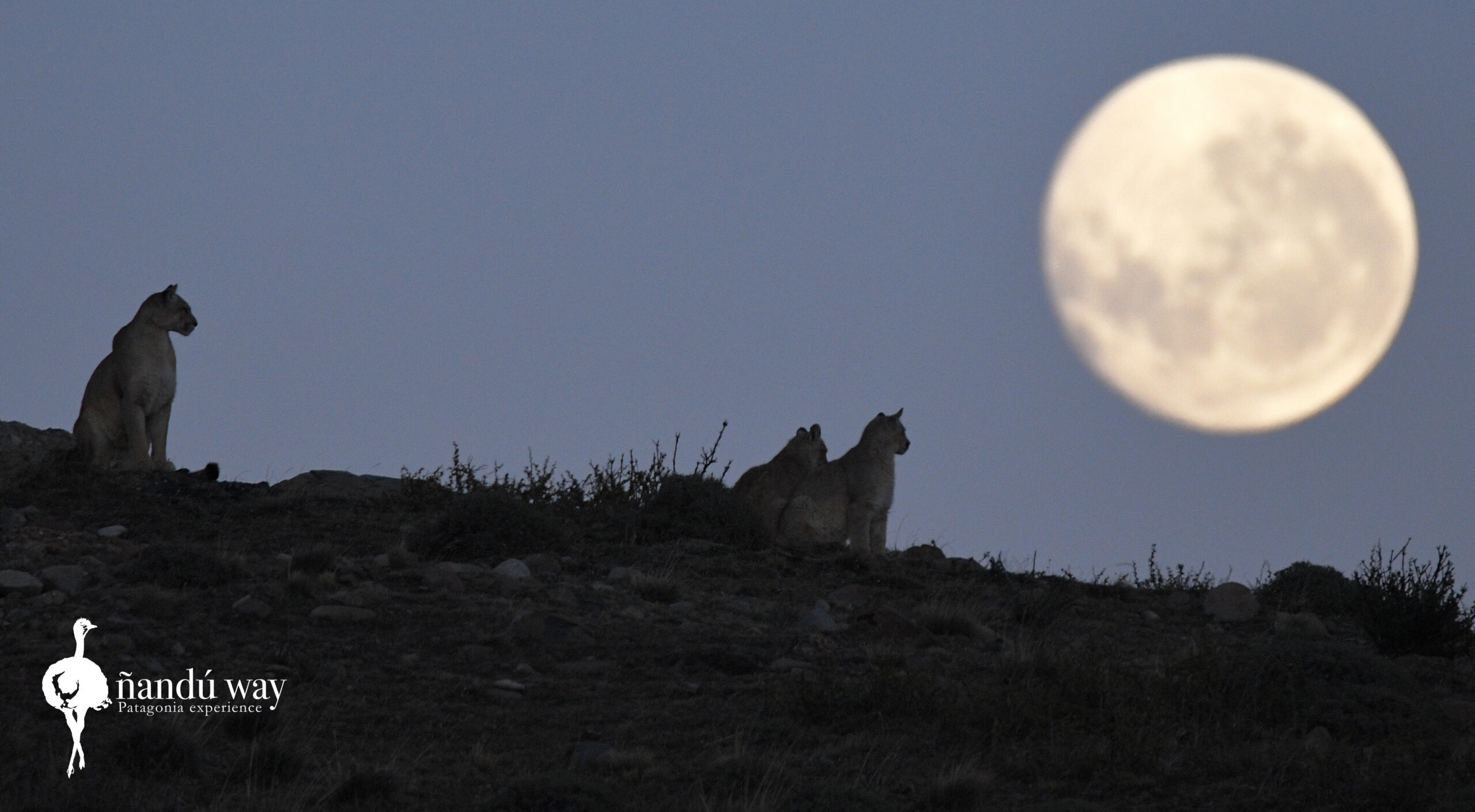full moon cougars